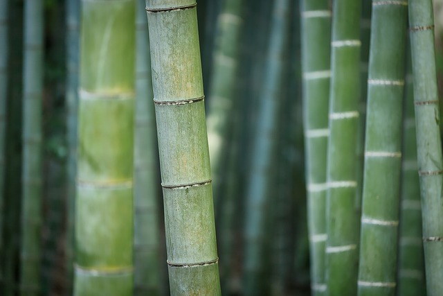 bamboo clothing for women uk