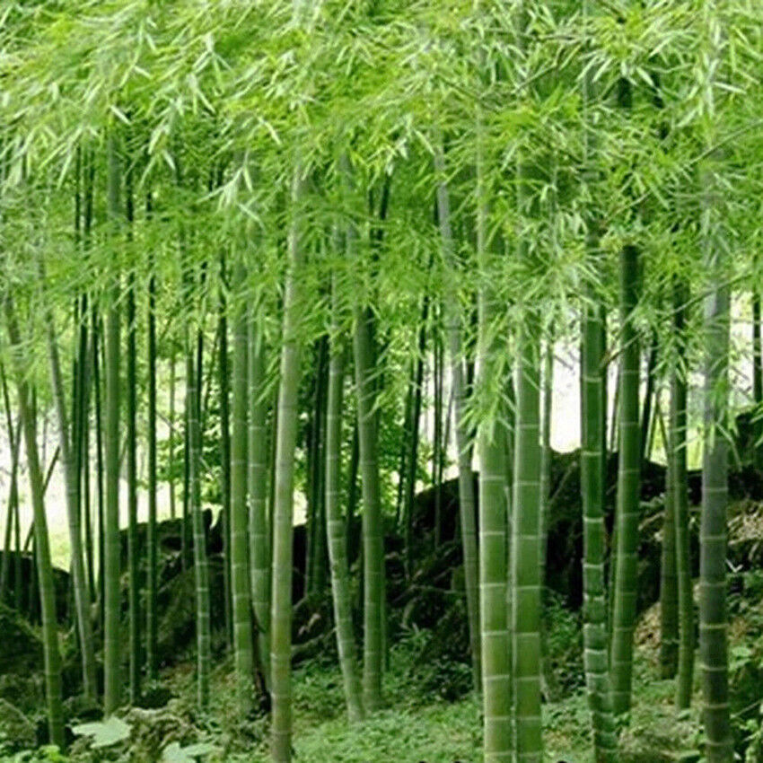bamboo viscose women''s clothing