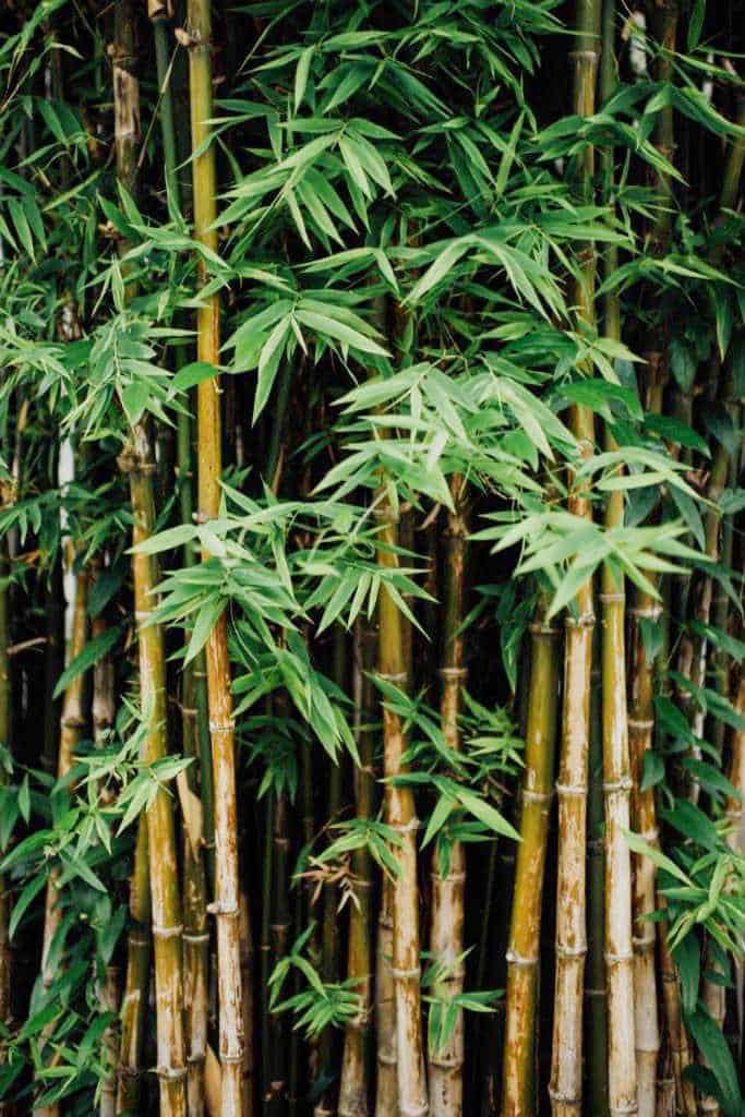 bamboo clothing uk women